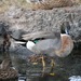 Dabbling Ducks - Photo (c) colinmorita, some rights reserved (CC BY-NC), uploaded by colinmorita