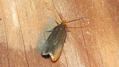 Dichomeris purpureofusca