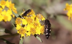 Acmaeodera connexa
