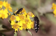 Acmaeodera connexa