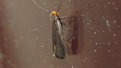 Dichomeris purpureofusca