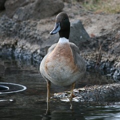 Anas platyrhynchos × acuta