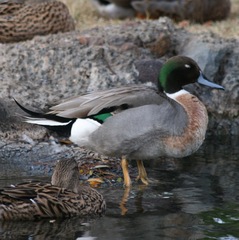 Anas platyrhynchos × acuta