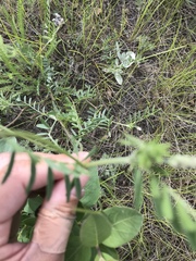 Astragalus flexuosus