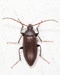 Capnochroa fuliginosa