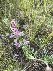 Astragalus flexuosus
