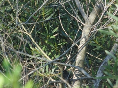 Knipolegus cyanirostris