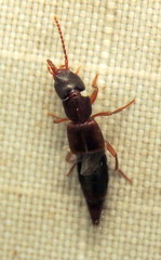 Achenomorphus corticinus