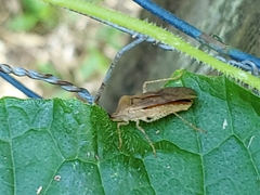 Anasa repetita