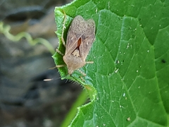 Anasa repetita