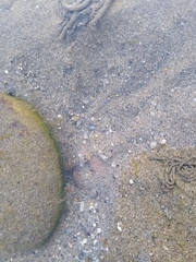 Pomatoschistus microps