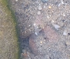 Pomatoschistus microps