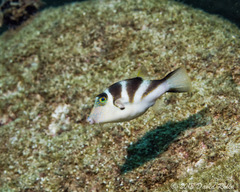 Canthigaster coronata