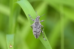 Ithycerus noveboracensis