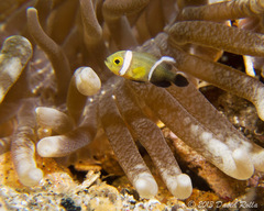 Amphiprion polymnus