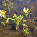 Beck's Water-Marigold - Photo (c) Don Sutherland, some rights reserved (CC BY-NC), uploaded by Don Sutherland