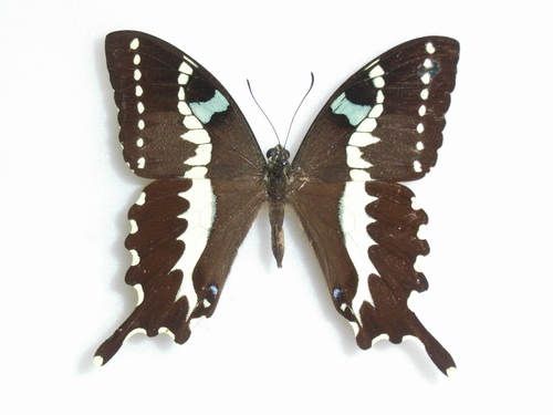 Cream-lined Swallowtail