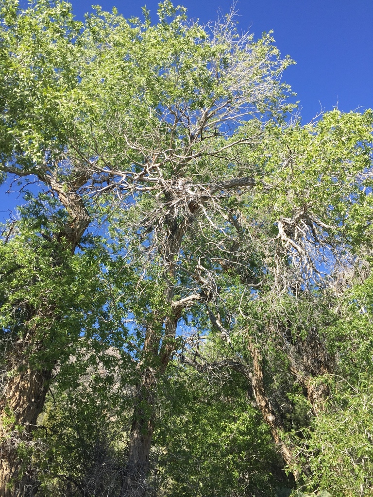 narrowleaf cottonwood (Plants of Ridgway State Park) · iNaturalist