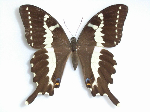 Cream-lined Swallowtail