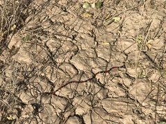 Micrurus pyrrhocryptus