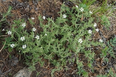 Stellaria dichotoma