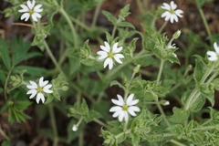Stellaria dichotoma