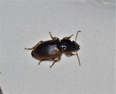 Anisodactylus discoideus