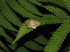 Calletaera dentata