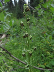 Artemisia arctica