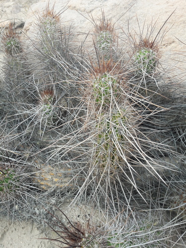 Haageocereus fascicularis, photograph 5