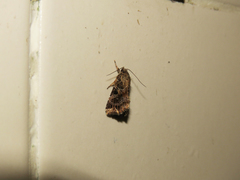 Callopistria rivularis