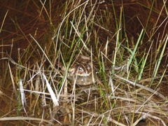 Odontophrynus
