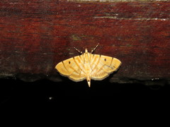 Notarcha tigrina