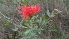 Calliandra dysantha