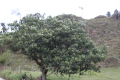 Erythrina fusca