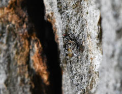Pseudotephritis vau