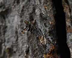 Pseudotephritis vau