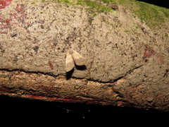 Hydrillodes lentalis