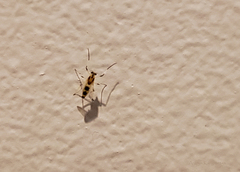 Cricotopus sylvestris