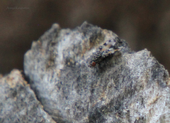 Pseudotephritis vau