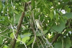 Vireo griseus