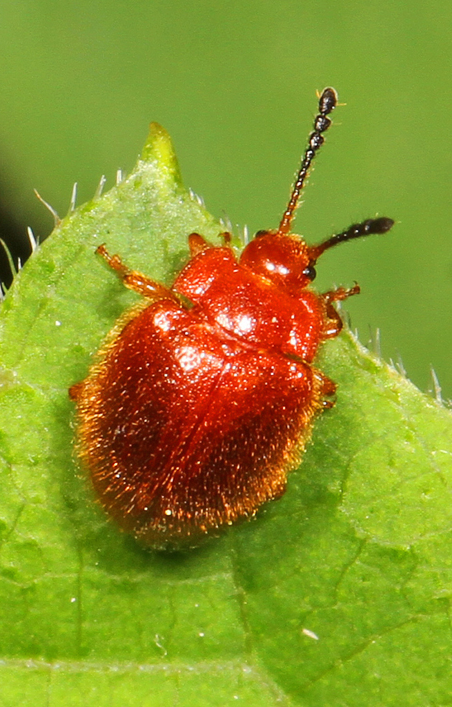 Stenotarsus