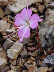 Clarkia breweri