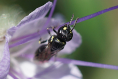 Hylaeus pictipes