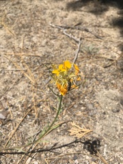 Acmaeoderini