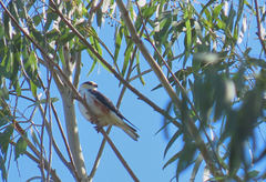 Gampsonyx swainsonii