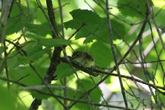 Vireo griseus