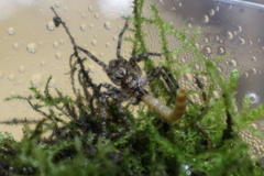 Tomopisthes horrendus