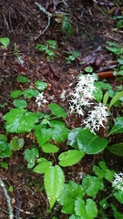 Tiarella austrina