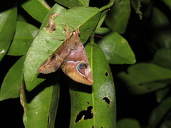 Ommatophora luminosa